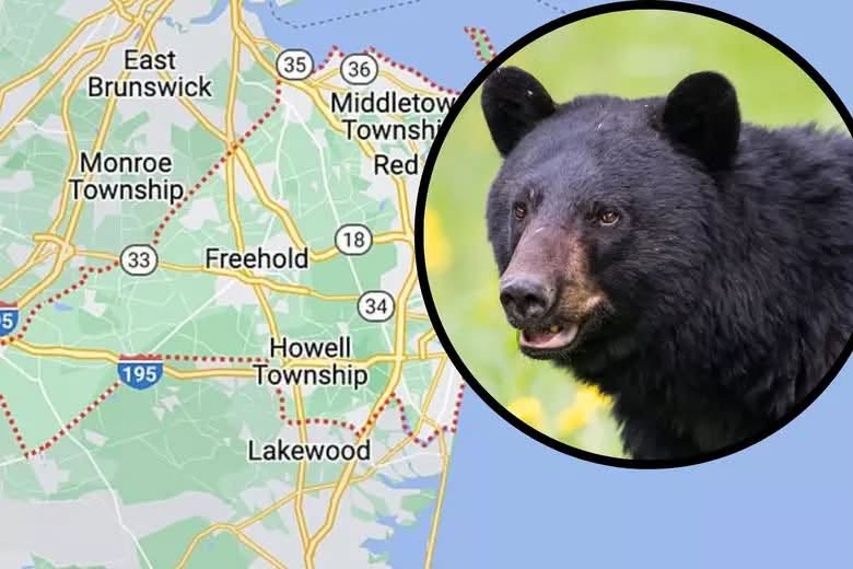 π» Black Bear Sightings Reported in South Brunswick π²