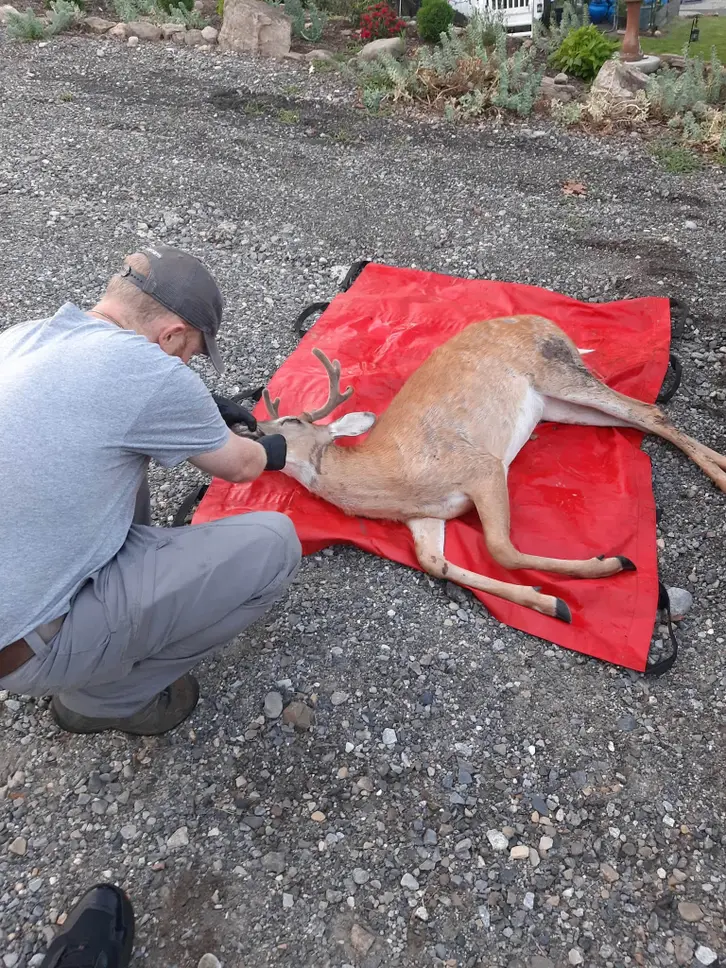 π¦β€οΈ BUCK RESCUED AFTER FALLING INTO 12-FOOT-DEEP WELL IN HOPATCONG